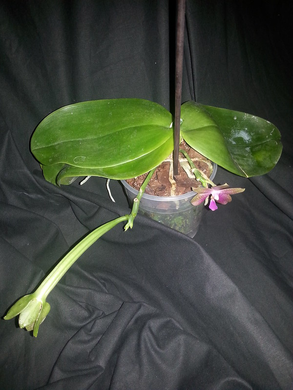 Phalaenopsis gigantea x bellina (Gigabell) 15831816632_bb48910a80_c