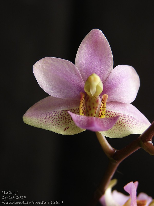 Phalaenopsis Bonita (stuartiana x buyssoniana) 15036111804_d3a0f08586_c