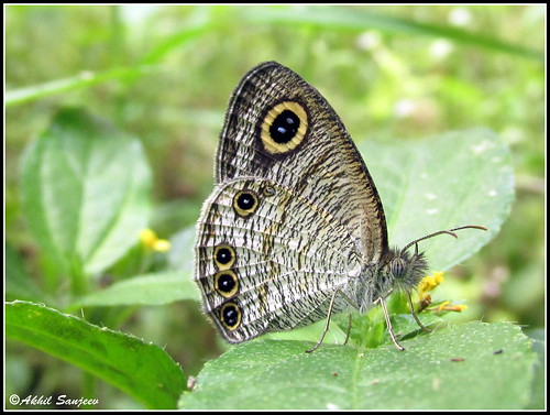 india butterfly kerala