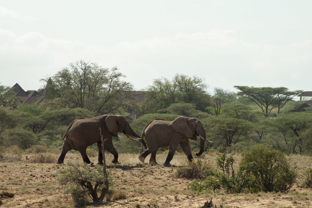 MEMORIAS DE KENIA 14 días de Safari - Blogs de Kenia - SAMBURU II (8)