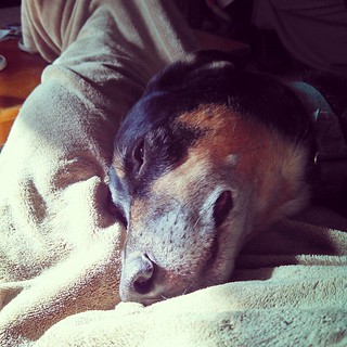 Lazy morning Tut snuggles #yupitsfall #dogstagram #instadog #rescued #coonhoundmix #adoptdontshop #ilovemydogs #seniordog #snuggles #NAPblanket #cuddly #love #ilovemyseniordog