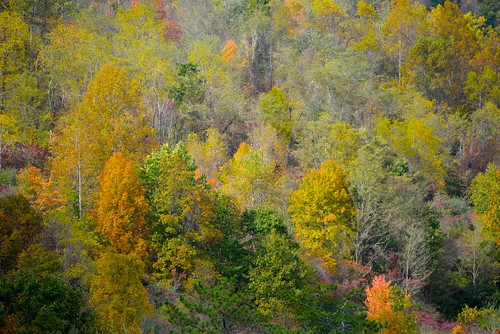 autumn trees usa fall colors leaves leaf unitedstates westvirginia