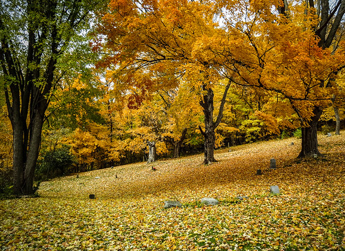 autumn trees fallleaves fall nature leaves minnesota landscape october midwest fallcolors scenic autumncolors winona