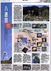 聯合報照片刊登-高山野花-因八通關古道颱風坍方未刊出