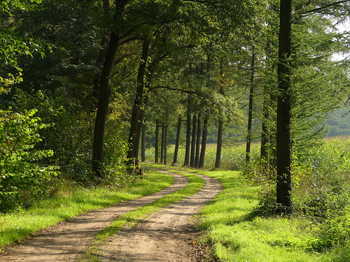 road trees holland nature netherlands landscape bomen path pad nederland dirtroad achterhoek winterswijk landschap gelderland zandpad woold platinumheartaward panasonicdmcfz150 1180542