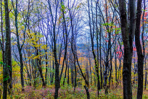 statepark park autumn trees ny newyork fall woods october unitedstates fallcolors foliage patterson 2014 wonderlake wonderlakestatepark