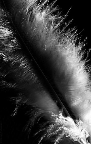 Feather // 11 11 14