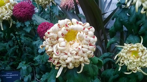 Chrysanthemum Cream Pink
