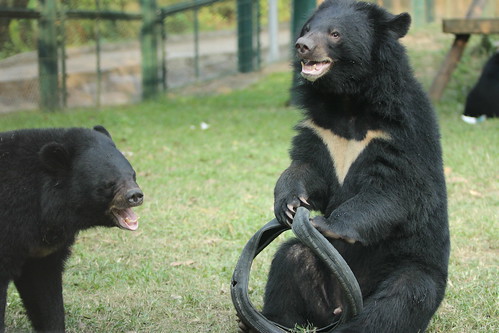 Moon bear Bradley tastes freedom at Animals Asia's Chengdu Bear Rescue Centre, 2013