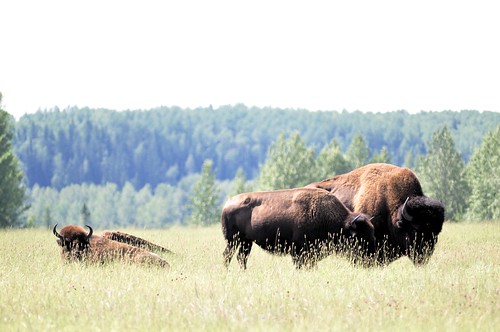 buffalo rockymountainhouse bisonbison elkislandherd