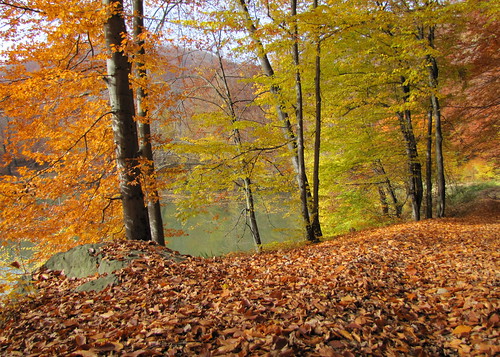 autumn lake forest landscape pond transylvania transilvania tó baiamare tájkép erdély ősz erdő nagybánya bóditó canonpowershotsx20is laculbodidinferneziu fernezely