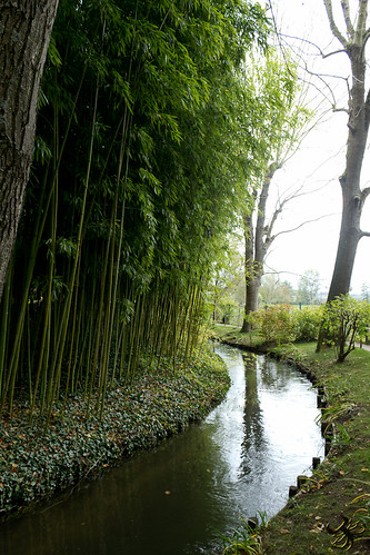 jardin rivière reflet giverny bambou contrejour claudemonet