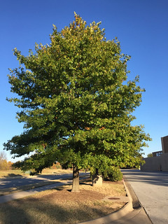 Nuttall Oak-Full Tree