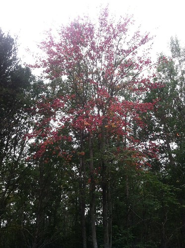 michigan huronmanistee national forests mio ranger district fall color cherry tree
