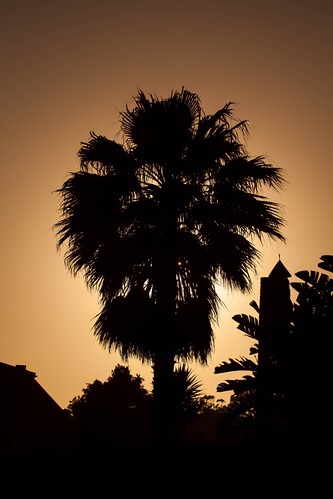 sunset southafrica palm portelizabeth