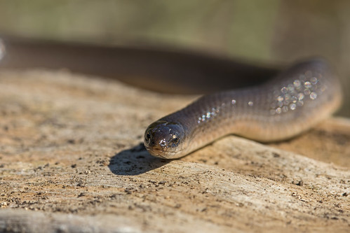 snake víbora serpiente tantillagracilis flatheadedsnake serpientedecabezaplana reptile réptil nature naturaleza fauna wildlife