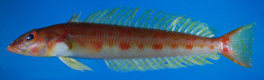 墾丁海域又發現一個新紀錄魚種---白斑擬鱸；圖片提供：國立海洋生物博物館