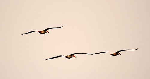 White Pelicans at Caledon State Park