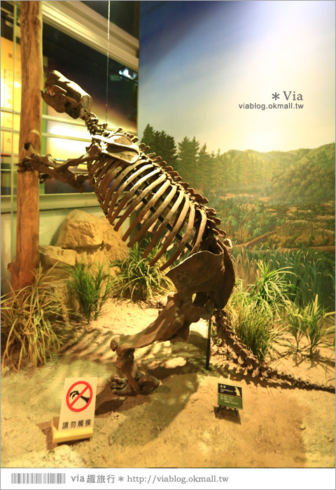 【台南南科景點】樹谷生活科學館～超大的劍齒象化石！有趣又能長知識的博物館！21