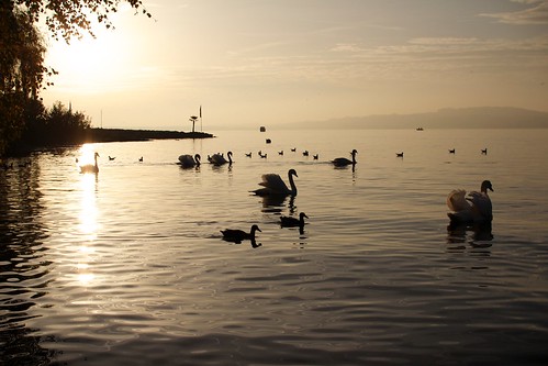 november sunset lake water switzerland swan murten 2014 30mm sigma30mmf14 canon600d