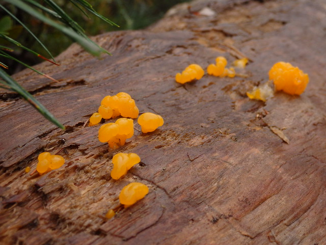 Jelly fungus Dacrymyces chrysospermus Linville Gorge