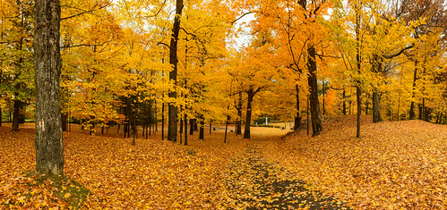 canada automne quebec couleurs arbres feuilles victoriaville