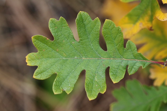 Flickriver: Photos from Green Oak, Michigan, United States
 Quercus Garryana Leaf