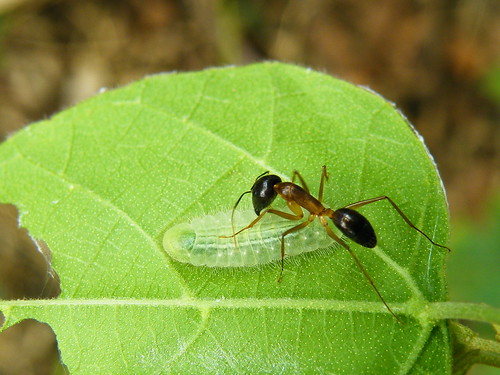 凹翅紫小灰蝶幼蟲與螞蟻共生。圖片攝影：李鍾旻