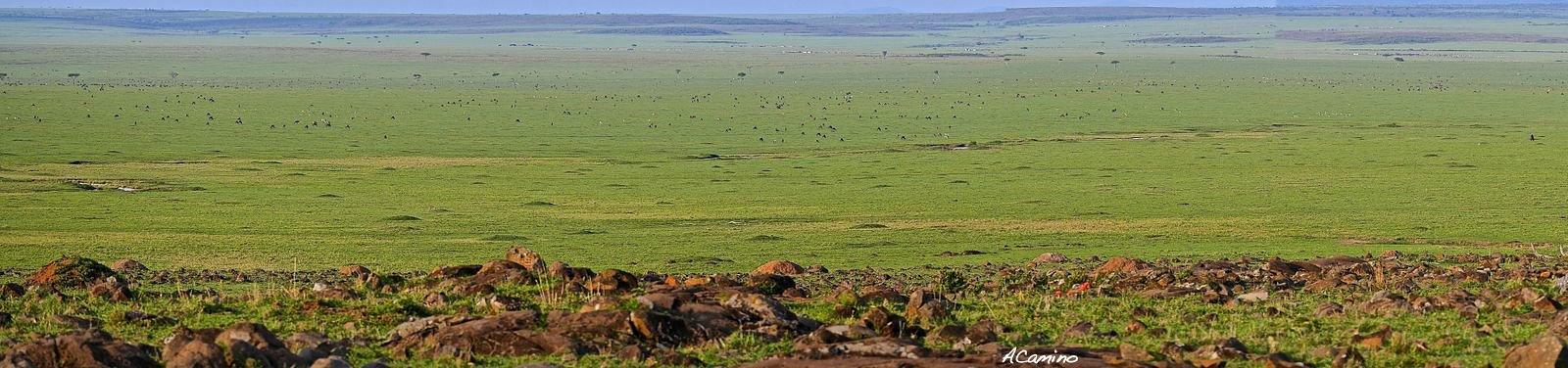12 días de Safari en Kenia: Jambo bwana - Blogs de Kenia - El parto de una gacela en un Masai Mara, lleno de búfalos, leones, guepardos... (48)