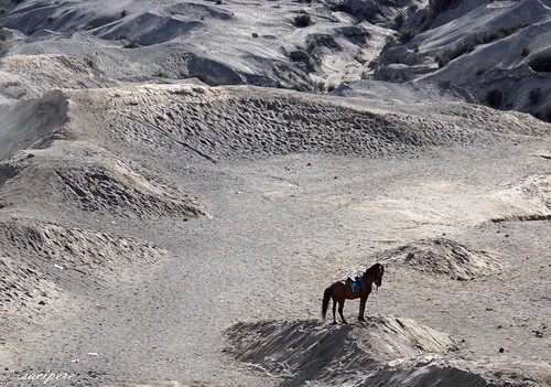 horse indonesia landscape java dust cavalo pferd bromo indonesien staub mountbromo mtbromo sacipere