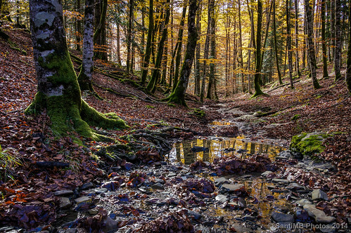 autumn españa reflection forest bosque reflejo otoño esp navarra irati ochagavia 500px 2tumblr sal18250 2blogger fotohiking