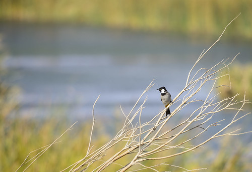 nature nikon wildlife jordan birdwatching wetland d800 azraq