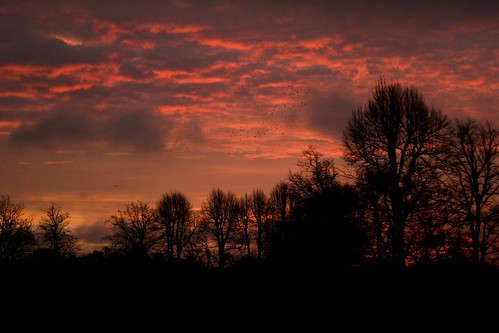 trees sunset essex saffronwalden tomwebb ef2880mmf3556usm copyrighttomwebb copyrightthomaswebb