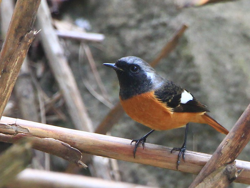 IMG_9600 黃尾鴝 公鳥 Daurian Redstart