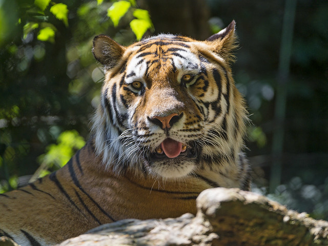 Male tiger relaxed and posing