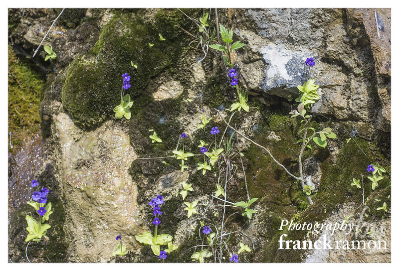 Pinguicula grandiflora au col du Soulor 15773122231_3f974f10af_c