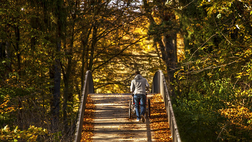 park bridge autumn fall forest germany crossing seasons wheelchair herbst cologne köln push urbanpark crossingthebridge