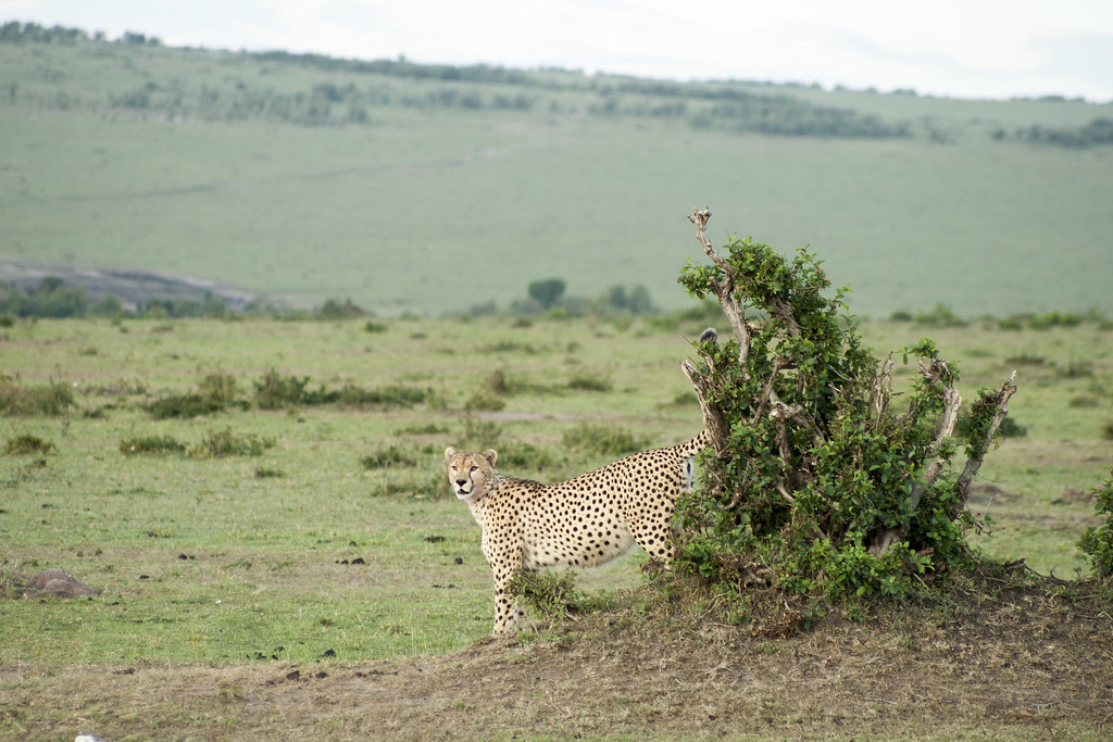 LAGO NAIVASHA - MEMORIAS DE KENIA 14 días de Safari (3)