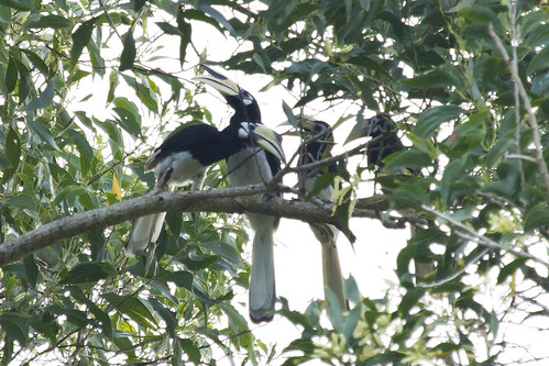 malaysia oriental pied hornbill anthracoceros albiristris