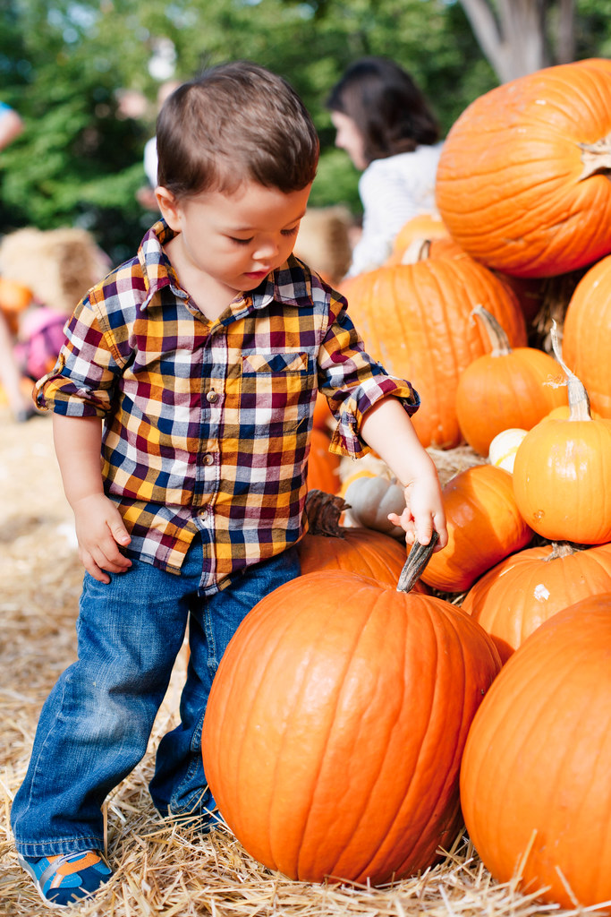 cute & little blog | petite fashion | dallas arboretum pumpkin village 2014 | family fun