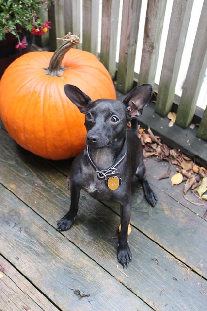 pumpkin-black-dog