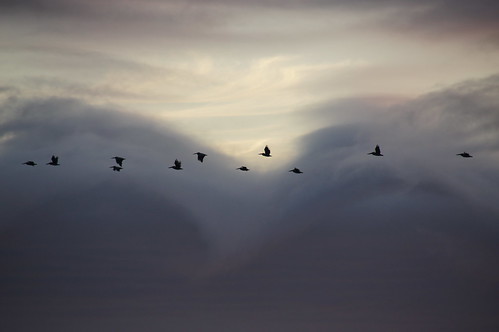 california ca sunset usa pelicans clouds cambria guardian brownpelicans omot notallthosewhowanderarelost kelvinhelmholtzclouds