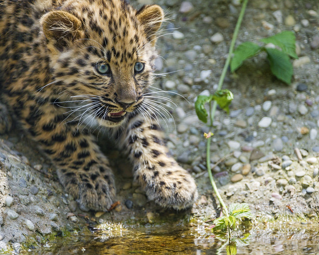Leopard cub at the river