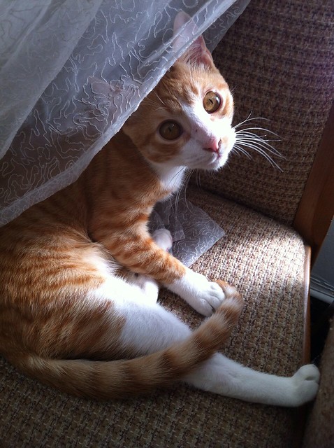 Simón, gatito naranja y blanco de ojos miel esterilizado, muy juguetón, nacido en Marzo´14, en adopción. Valencia. ADOPTADO. 15170672683_94684a1090_z