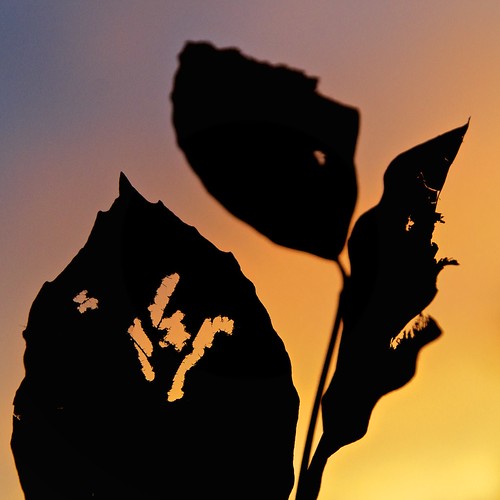 autumn sunset silhouette monster leaf zonsondergang herfst blad silhouet
