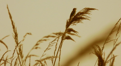 reeds norfolk cley reedwarbler northnorfolk cleymarshes norfolkbirds