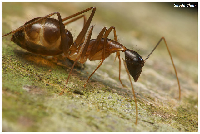 巨山蟻屬 Genus Camponotus
