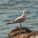 Ibiza - Gaviota de audouin / Audouins's gull / Larus audouinii