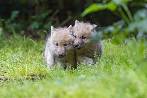 Two wolf pups together
