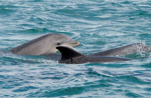 Delfines en el estuario del río Sado (Troia, Alentejo, Portugal)